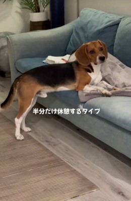 ソファーに上半身だけ乗せる中型犬