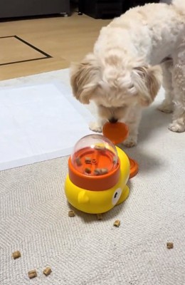 給餌器を見るココくん