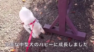 中型犬ほどのサイズに成長