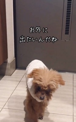 飼い主さんに訴えるちまちゃん