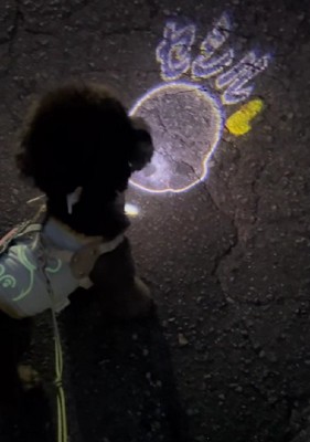 好奇心旺盛なわんこに♪