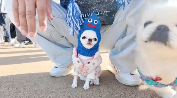 乱入するわんこ