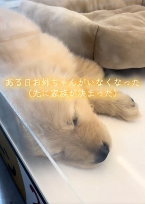 寝ている犬1