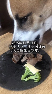 プレートにのったごはんを食べる弟犬