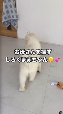 飼い主を探す子犬
