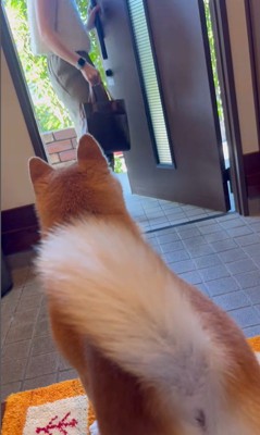 お姉ちゃん帰省時の小春ちゃん＆小太郎くん9