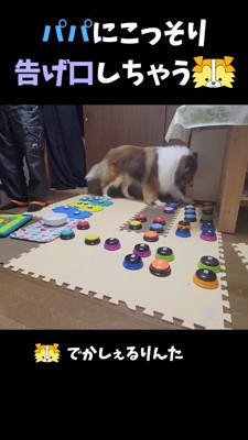 床に置かれたボタンを探す犬