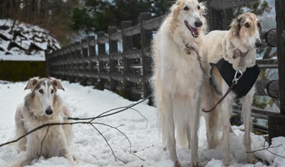 「並ぶのはイヤ」
