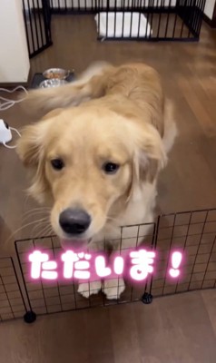 おかえり！！