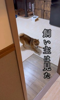 遊ぶ気満々のころ君2