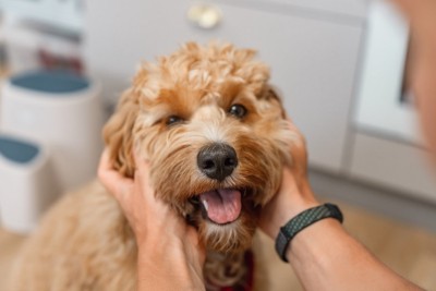 顔を撫でられる犬