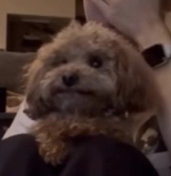 前を見つめる犬