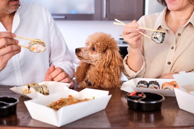 巻きずしを食べようとする人間と眺める犬