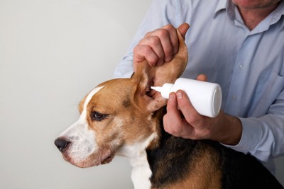 耳をめくって耳洗浄液を滴下されている犬