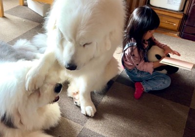若い犬を注意するシュシュちゃん