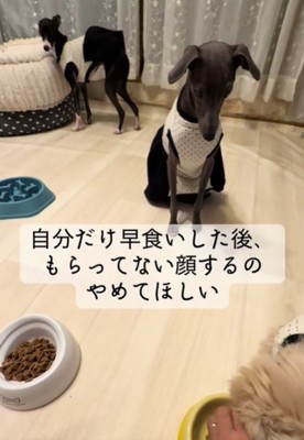 見つめる犬2
