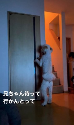 暗い部屋の中で立ってドアノブに手をかける犬