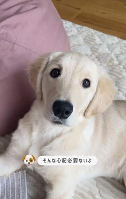 伏せをする犬