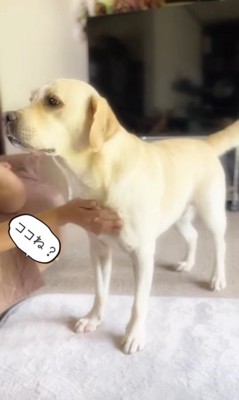 撫でられてスイッチが入るトニーくん5