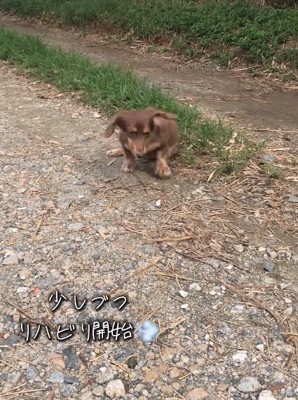 リハビリを開始したワンコ