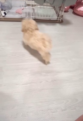 芸を披露するみるくちゃん8