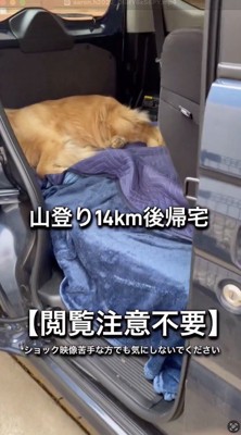 車のドアの隙間から見える犬の体