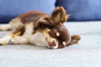 寝ているチワワ