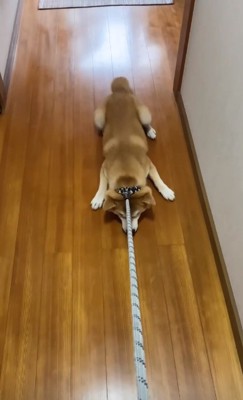 引きずられる柴犬