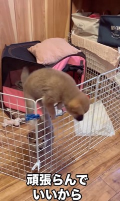 3匹の赤ちゃん犬の脱走6