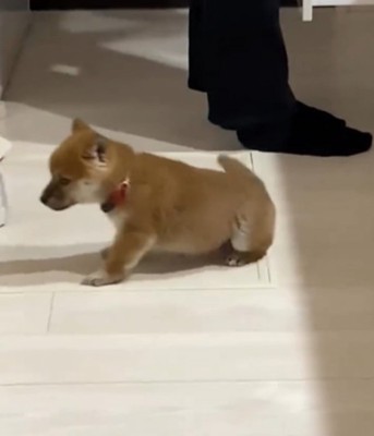 起き上がる子犬1