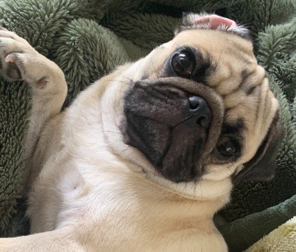 パグくんの変化4