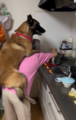 おんぶしてもらう大型犬