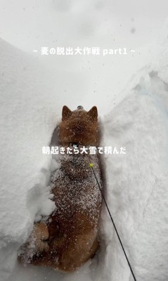 大雪の中、お散歩に出発