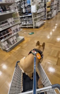 カートに乗ってお買い物中