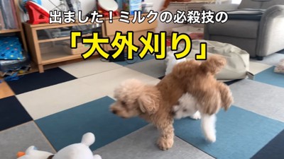 ミルクくんのお散歩デビュー4