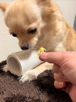 トイレットペーパーを守るジョルノちゃん3