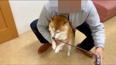 飼い主によって診察室の床に降ろされる犬