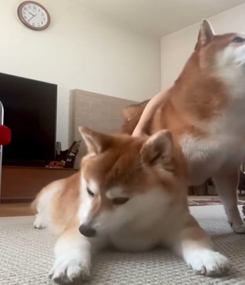 うつむく犬3