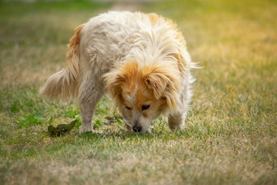 地面のニオイを嗅ぐ茶白の犬