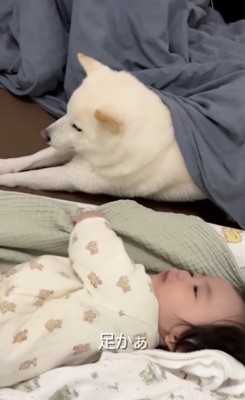 前足を伸ばす犬