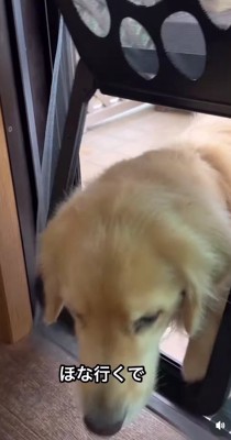 犬用ドアをくぐる大型犬