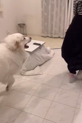 追いかけ回すチャックちゃん