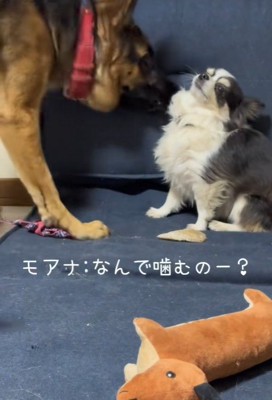 「なんで噛むの？ひどい…！」