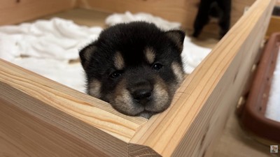 生後30日目の赤ちゃん犬