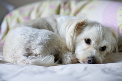 眠そうに体を丸める犬