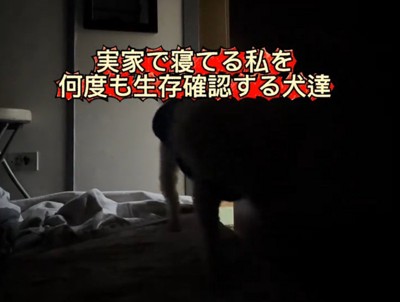 飼い主の方へ歩いてくる白い犬