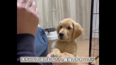 健気におねだりしていた子犬期