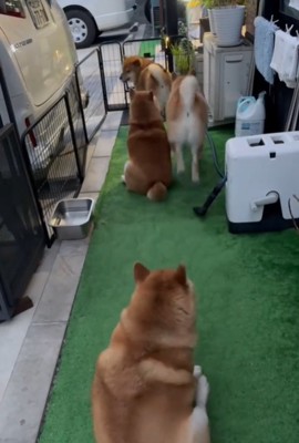 4匹の犬