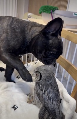 ツンツンは慎重に…