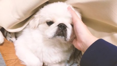 カーテン裏に隠れるぷんちくん